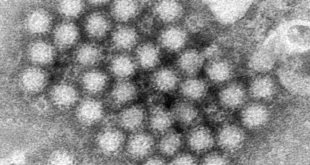 נורו ווירוס